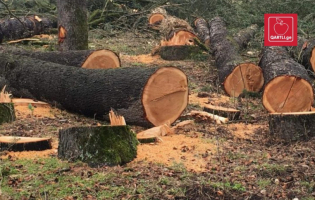 ტანის ხეობაში 9 ხე უკანონოდ მოჭრეს - ბრალდებული 5800 ლარით დააჯარიმეს