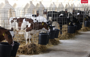 საქართველოში ძროხებს ,,თურქულის დაავადებაზე,, რუსეთიდან შემოტანილი ვაქცინით აცრიან