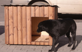 ქალაქ გორის ქუჩებში მიუსაფარი ძაღლებისთვის 17 სახლი დადგეს