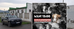 თავშესაფრის მძიმე კადრების გავრცელების შემდეგ,16 ოქტომბერს გორში
მიუსაფარი ცხოველების დასაცავად საპროტესტო აქცია გაიმართება.