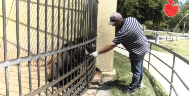 დათვებს ,,ტყვეობიდან" დაიხსნიან (VIDEO) 