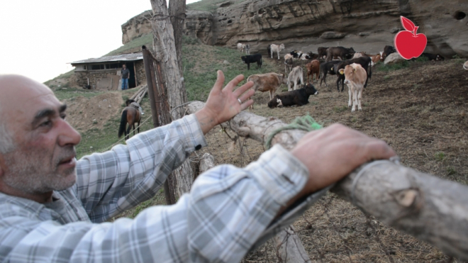 სამგლედ მოვლილი ძროხები და ცხვრები - მწყემსები მგლის მოკვლის უფლებას ითხოვენ (VIDEO)