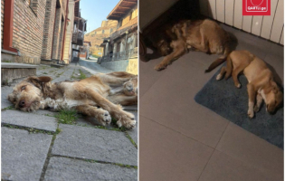 ჭირის ეპიდემია ძაღლებში - ქალაქი გორი