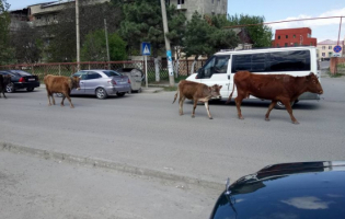 გორის ქუჩებში მიტოვებულ ძროხებს მერია სპეციალურ სადგომზე გადაიყვანს