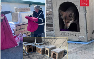 EUMM-ის წარმომადგენლებმა მიუსაფარი ცხოველებისთვის ბუნაგები საკუთარი ხელით დაამზადეს და სააგენტოს გადასცეს