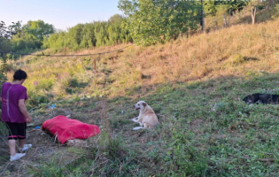 ქარელის სოფელ კლდუში მსხვილფეხა რქოსანი პირუტყვი იხოცება