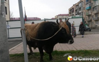 ცხინვალის ქუჩებში მსხვილფეხა რქოსანი პირუტყვი მომრავლდა