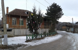 ნაძვის ხე სოფელში (Photo)