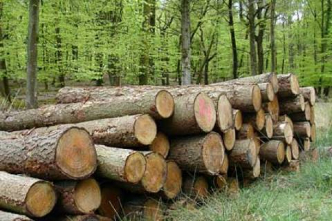 10 თვის განმავლობაში ხე-ტყის უკანონოდ სარგებლობის და მოპოვების 2 250 ფაქტი გამოვლინდა